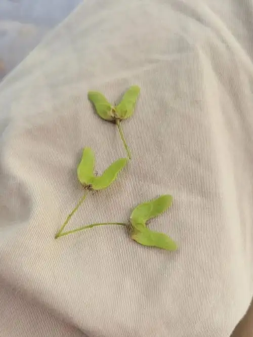 这个是枫树的果实