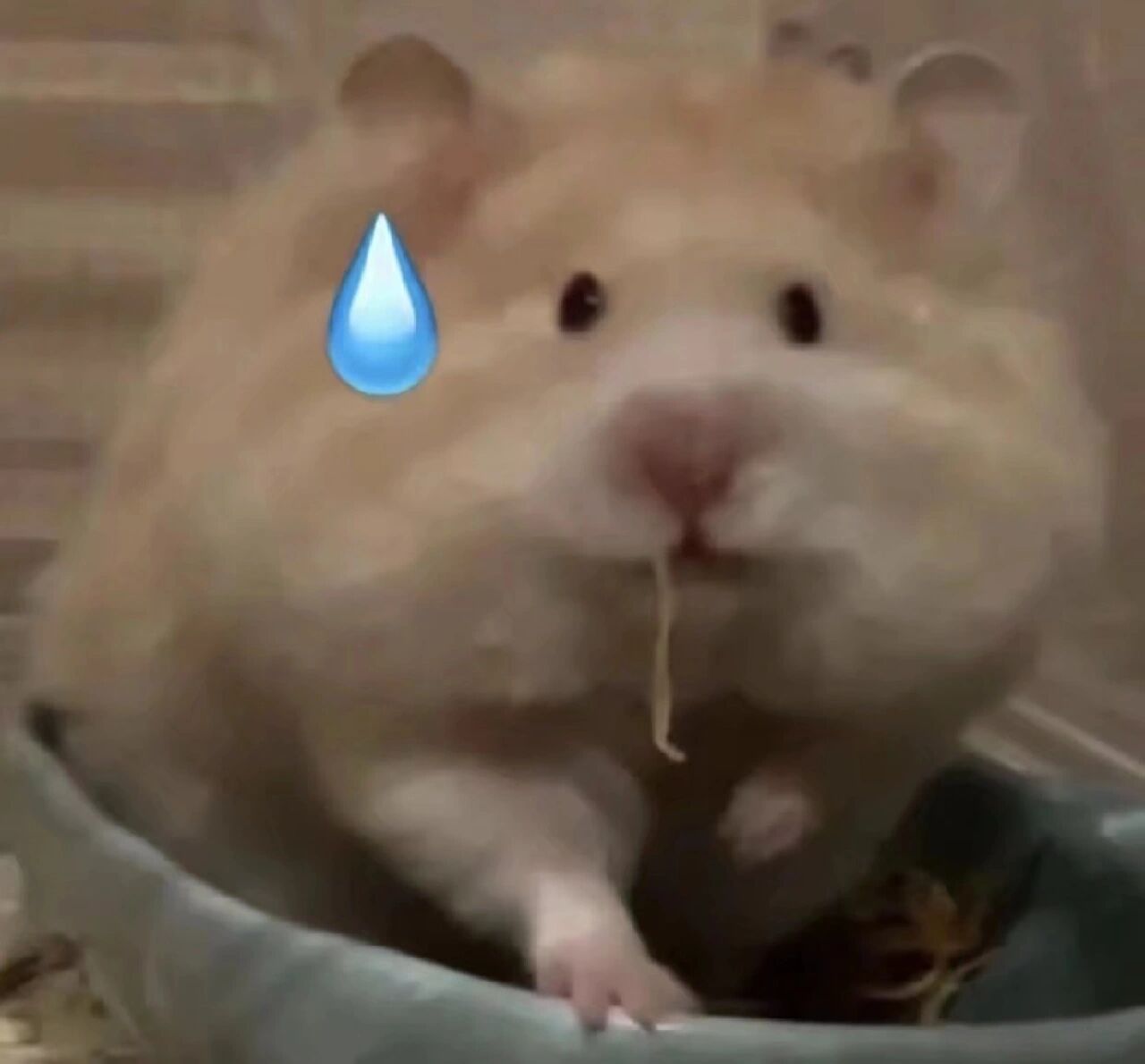 可爱小仓鼠表情包~手慢无! 浅浅的发一下可爱仓鼠表情包吧