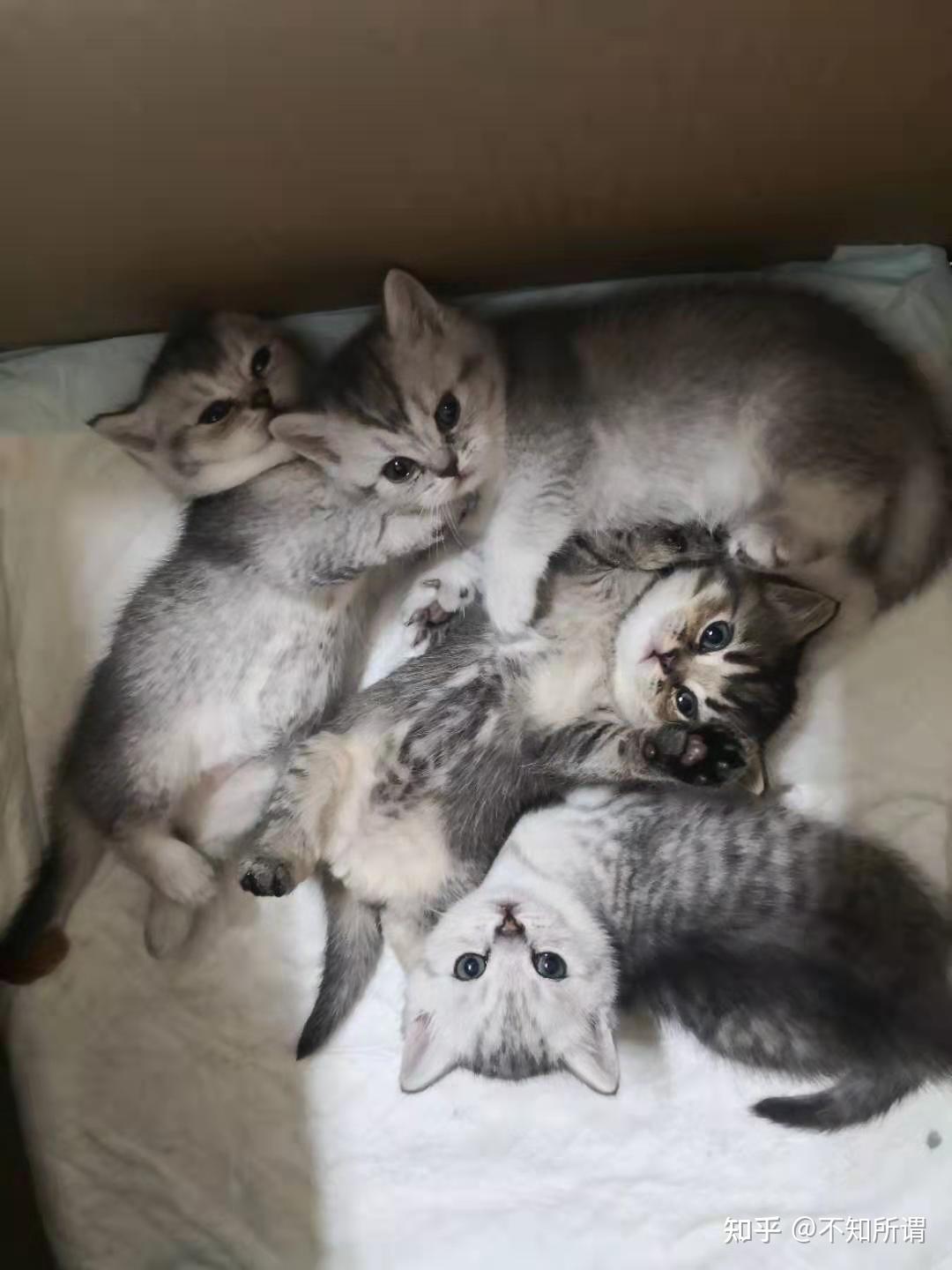 银渐层配蓝猫? - 知乎