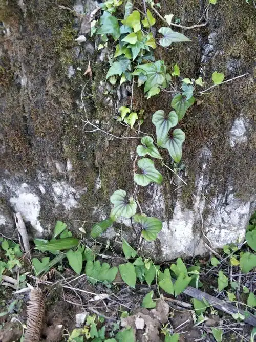 野山药的叶子