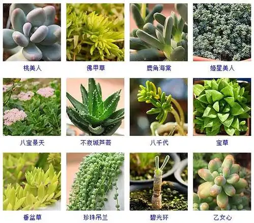 植物种类名称及简介大全================关于那花园================
