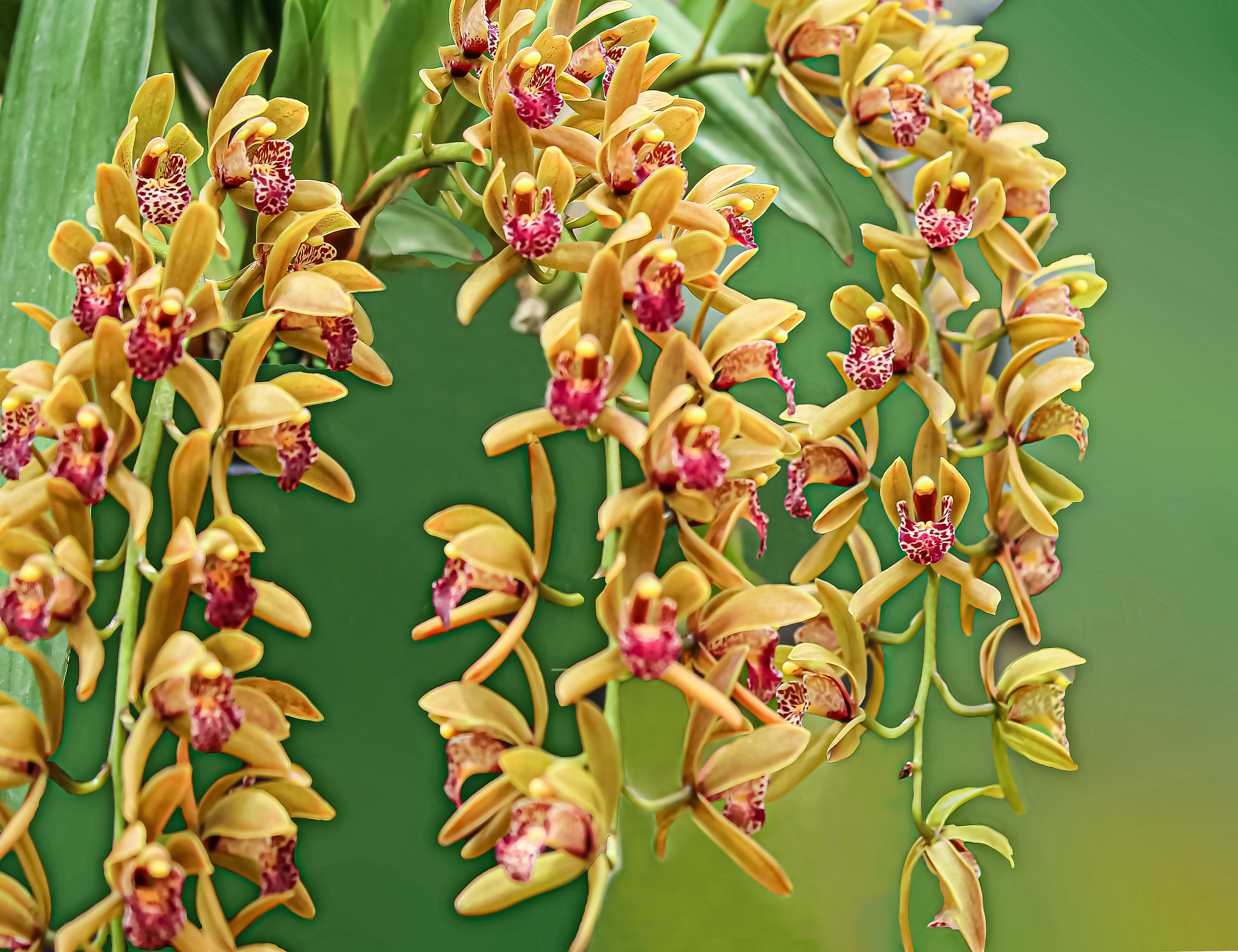 极品洋兰鉴赏(一)_兰花_卡特兰_花园