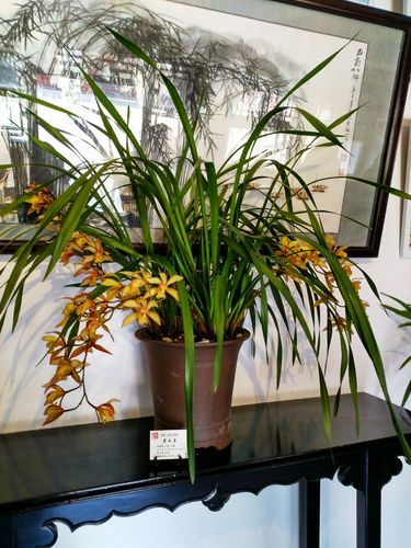 中山公园兰花展