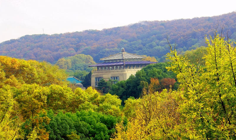 醉是银杏叶金黄--国内最美的大学武汉大学秋景