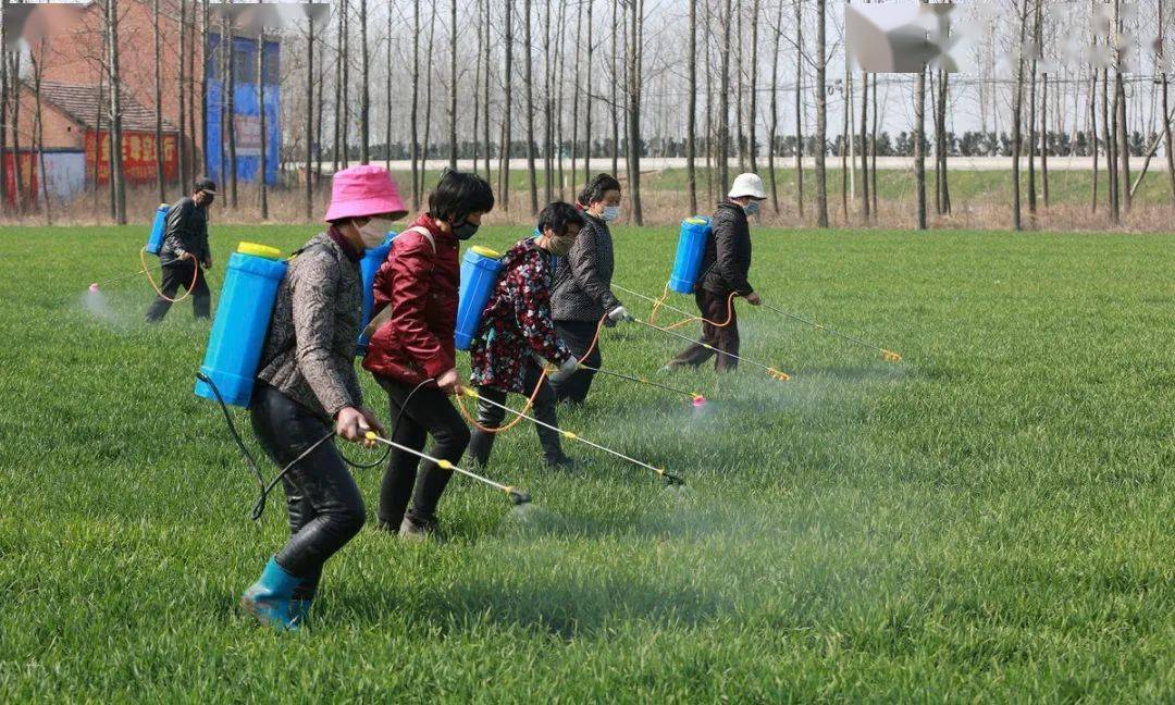 春季麦田除草期的最佳打药时机选药与打药技巧都在这里