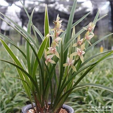 金边建兰黄金彩虹8苗3花中通包邮