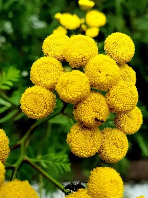 92叶子像万寿菊,不知道品种名字#菊花  #花草  #手机摄影  #随拍