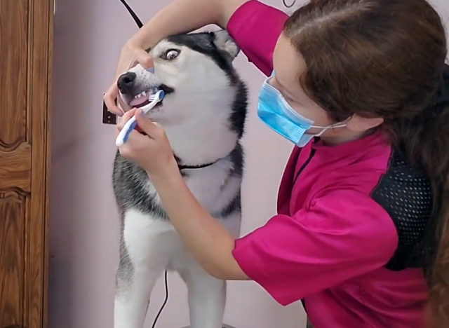 哈士奇刷牙过程太搞笑,全程都是表情包,洗漱完把自己都迷倒了!