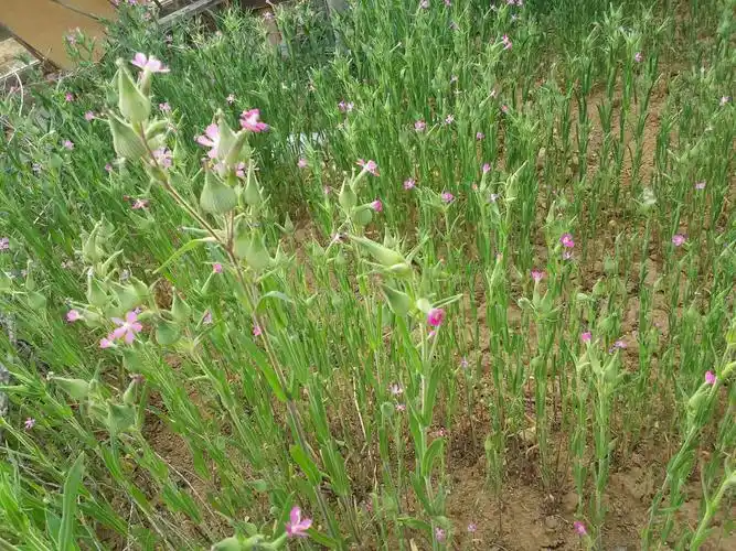 面条菜开花了{:鼓掌:}{:鼓掌:} .