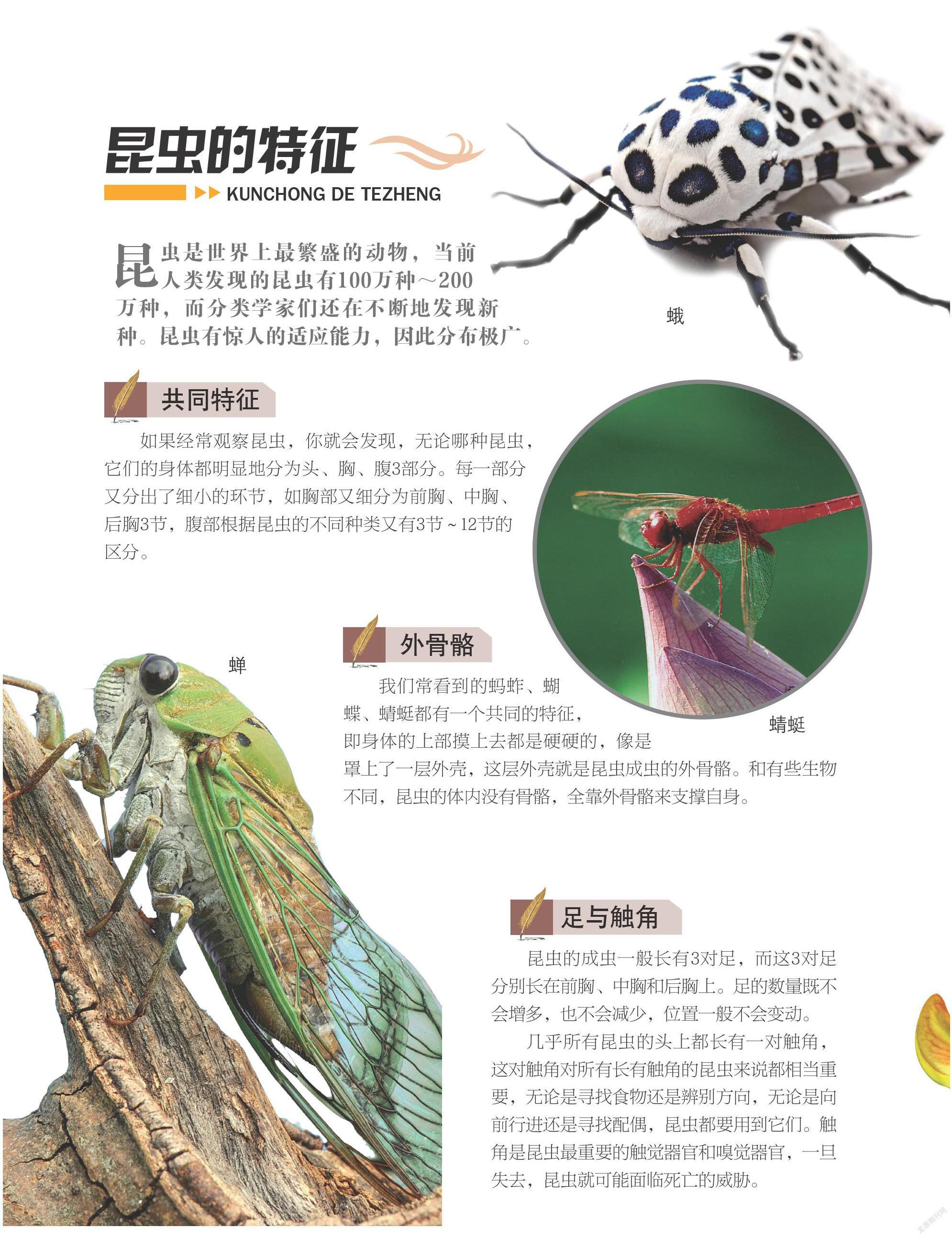 昆虫的特征