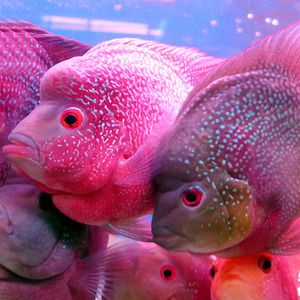 热带观赏鱼十八罗汉鱼活体麒麟罗汉鱼元宝罗汉鱼可群养风水鱼活体