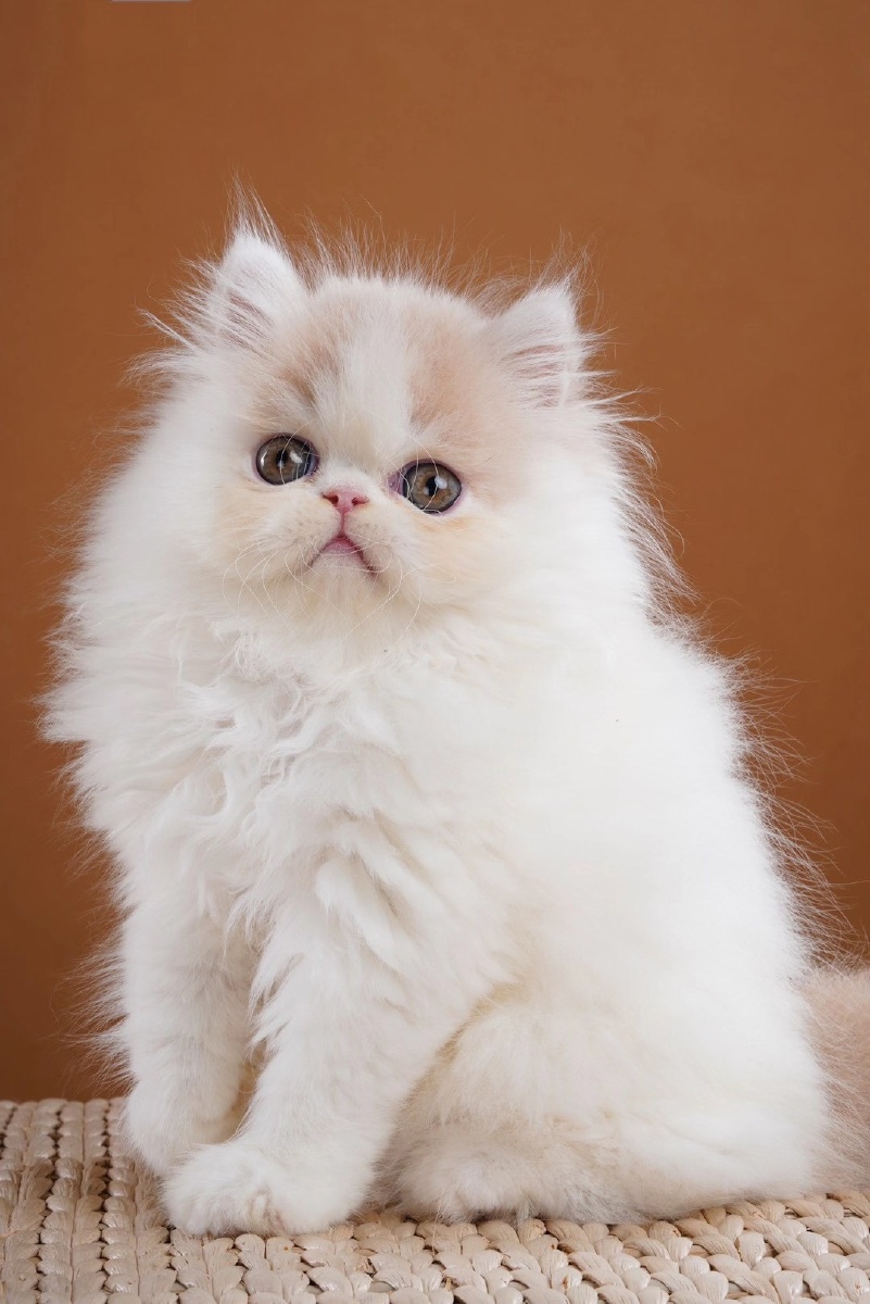 《世界上最萌的猫咪音画组图欣赏》旭.东方制作!|老小孩讲述