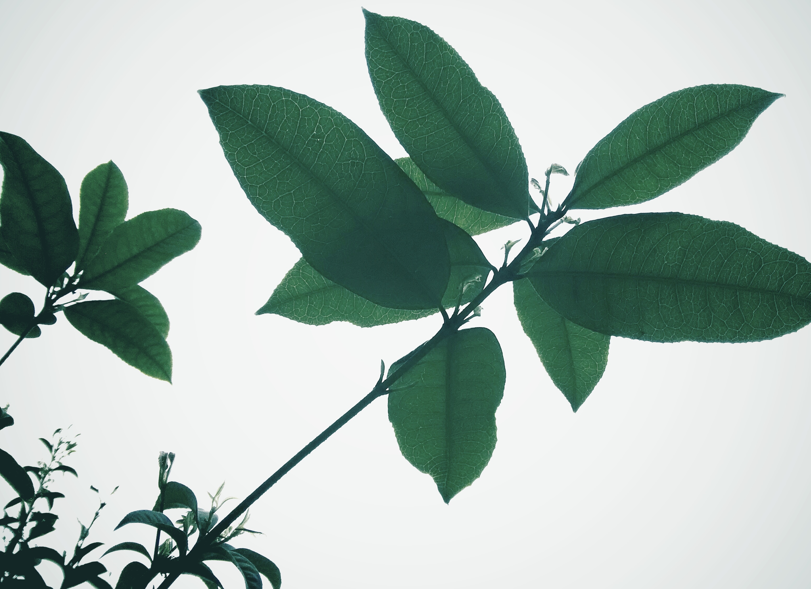 桂花叶 来自 张小篱儿