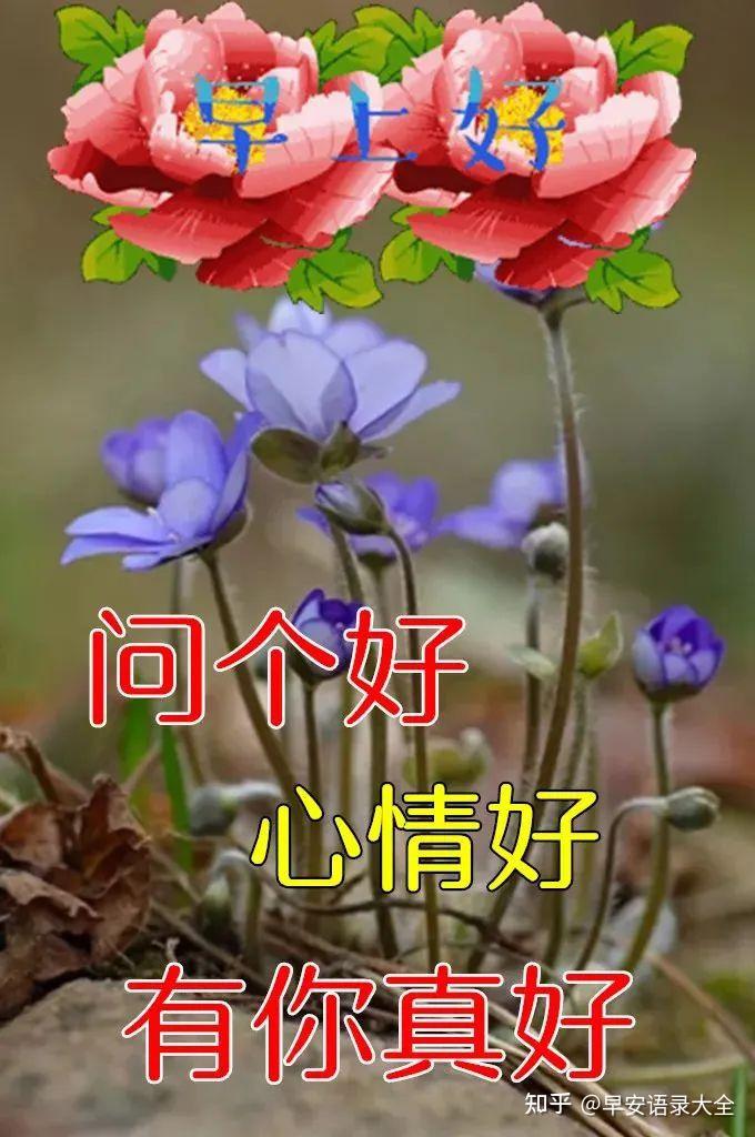 2022最美春日早安问候祝福鲜花图片带字温馨 - 知乎