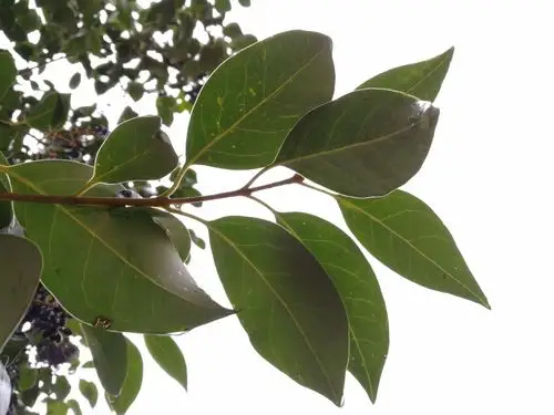 女贞树为啥叫女贞树(女贞树为啥叫女贞树呢)