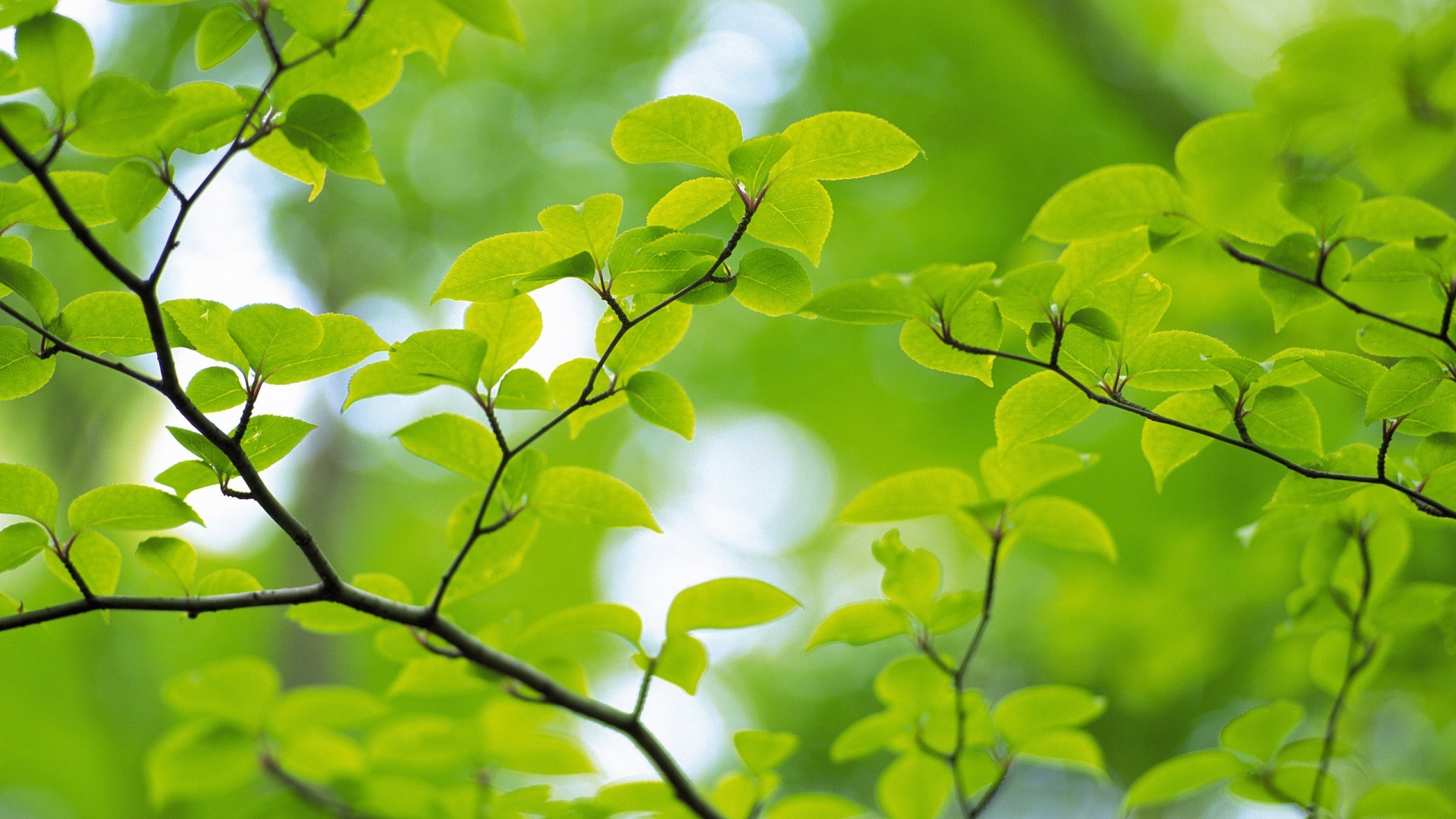 安卓(android)小清新 护眼壁纸 绿色高清手机壁纸免费下载,安心市场