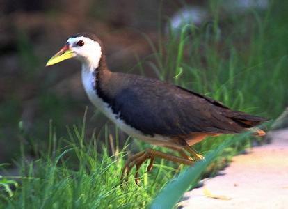 白面水鸡 也叫白胸苦恶鸟