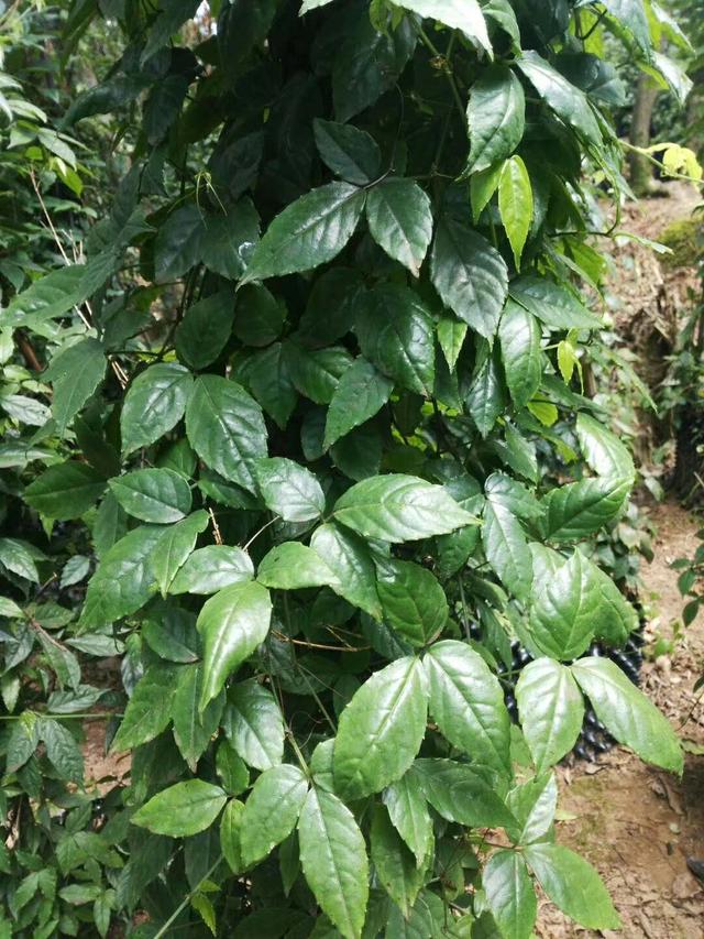 "三叶青"是一种怎样的植物?