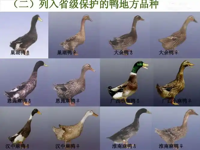 中国地方鸭品种资源保护与利用