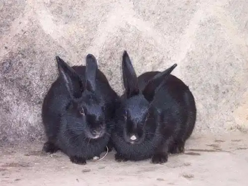 德化黑兔 3斤左右/只