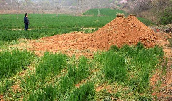 麦田一夜之间现坟墓,开棺后有活人