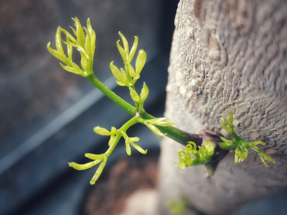 发芽了春天快到了
