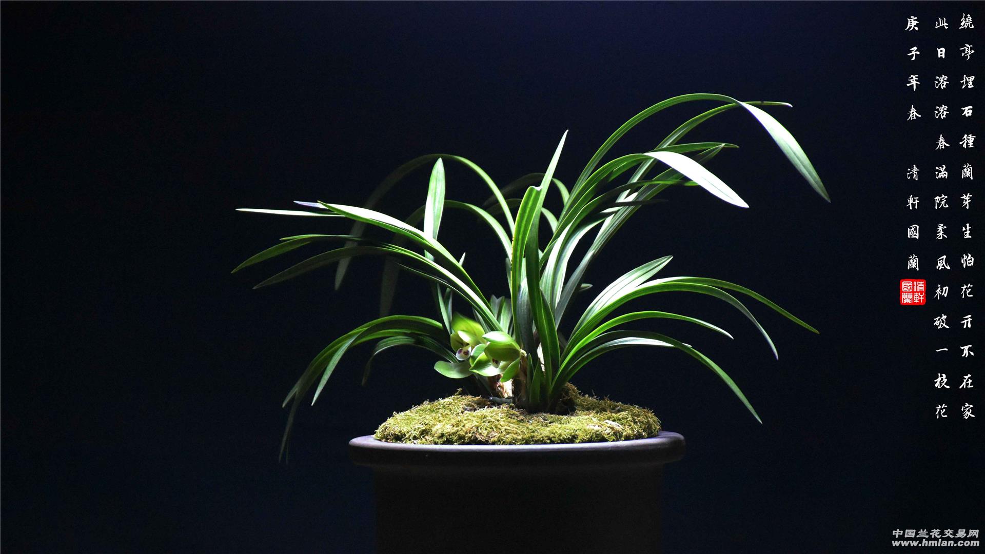 夜摄兰-春兰篇-中国兰花交易网社区