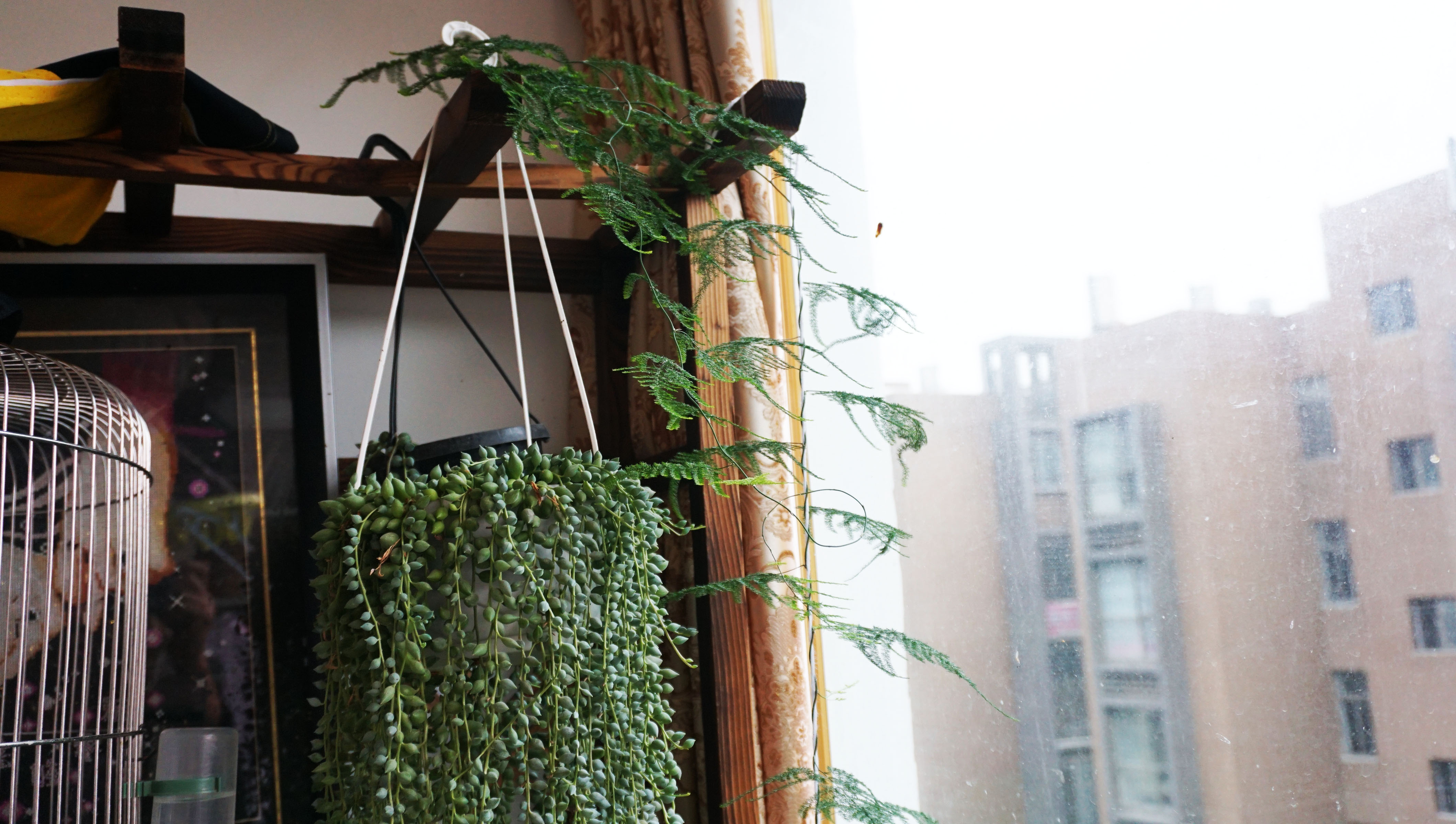 换个大盆让你的文竹爬满墙