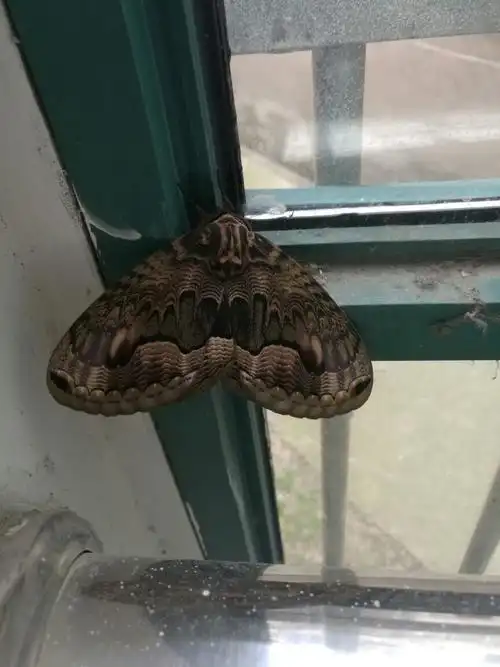 发现一只好大的蛾子