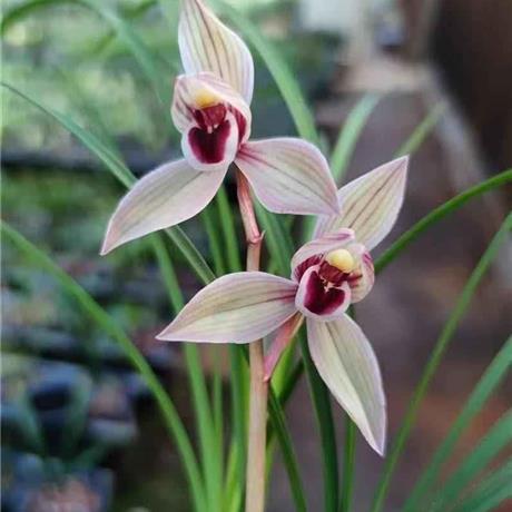 莲瓣兰心心相印三苗带花 - 兰花交易网