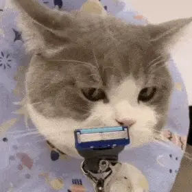 历史回顾网红猫咪土豆表情包八