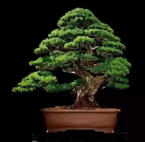 著名十大顶级盆景