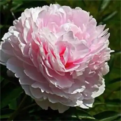 花开富贵头像 适合妈妈们用的高清好看花开富贵图片微信头像