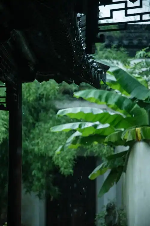 雨打芭蕉,趣味悠然