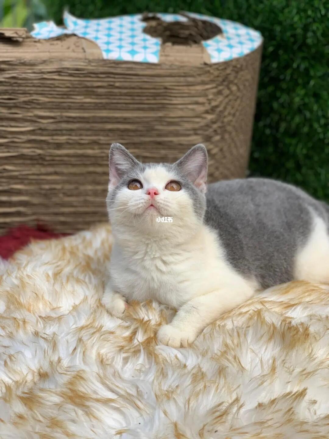 英短  #小奶猫出售  #英短蓝白  #英短蓝猫  #蓝白  #英短金渐层