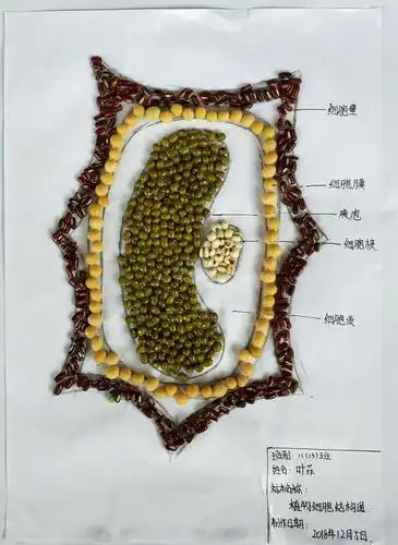 标本模型显艺术创意,实践活动展生物魅力——东城中学第二届生物标本