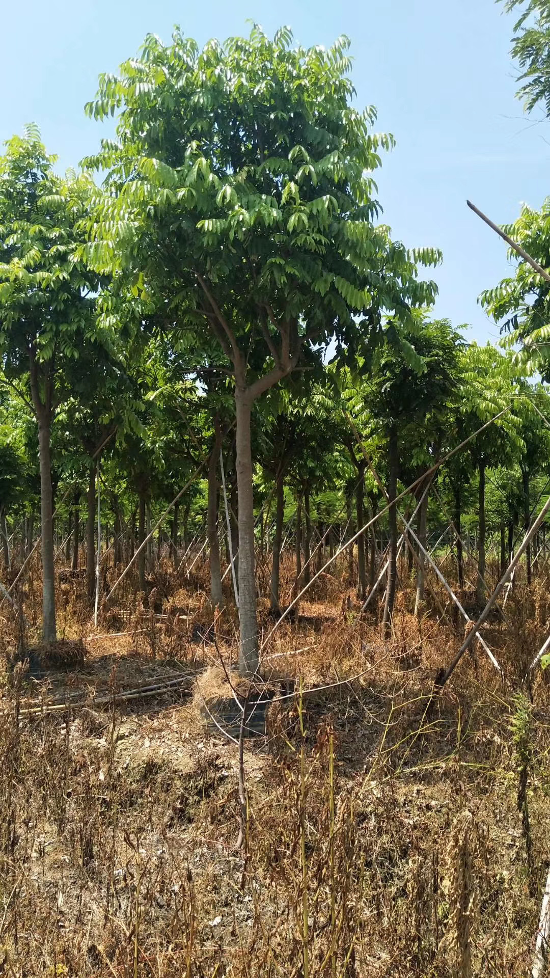 仁面子树 仁面 银莲果 园林道路公园绿化用苗