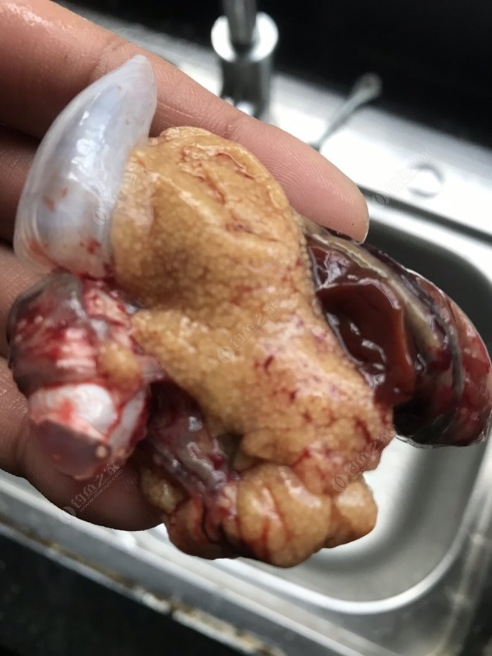 现在鲫鱼就有这么多籽了吗?