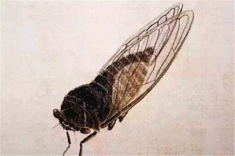 齐白石画的蝉,远看和平常的画无异,放大十倍后,简直跟活的一样