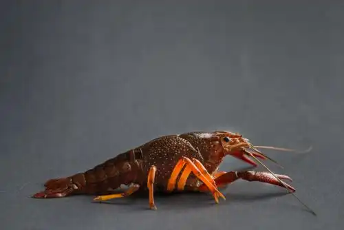 白色背景前鲜活的克氏原螯虾