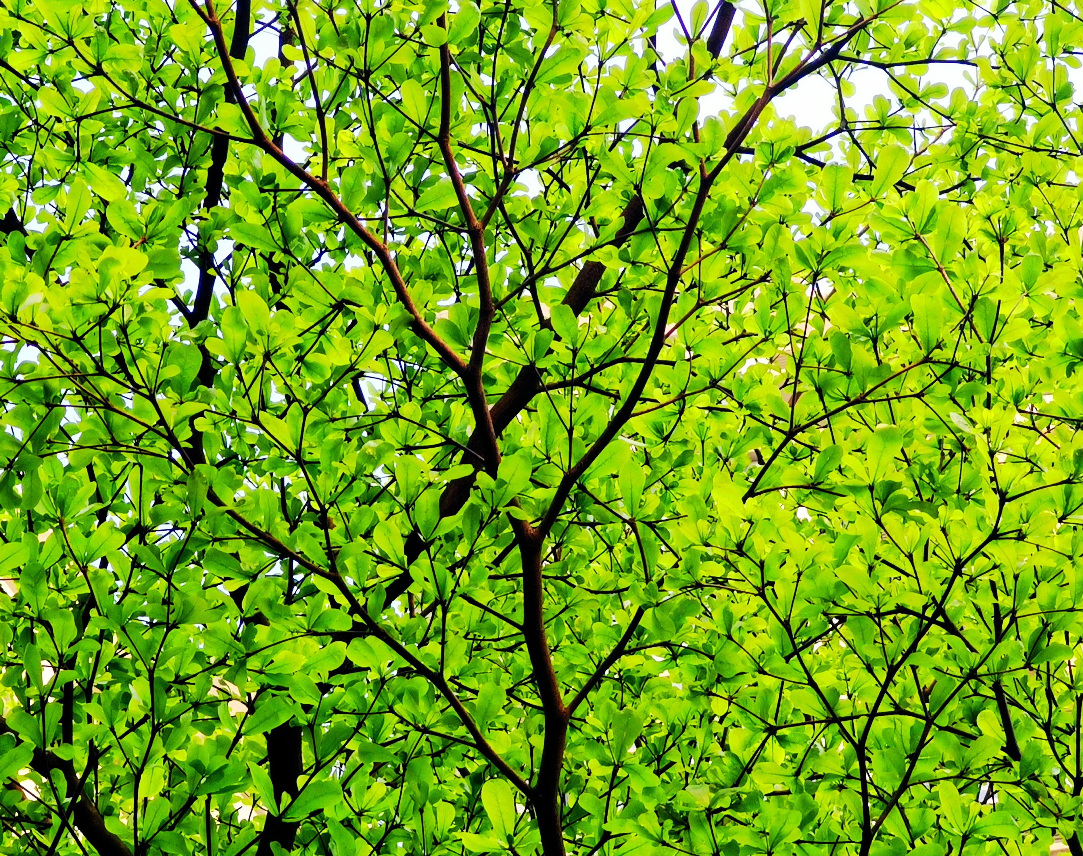 小叶榄仁是使君子科榄仁属落叶乔木.