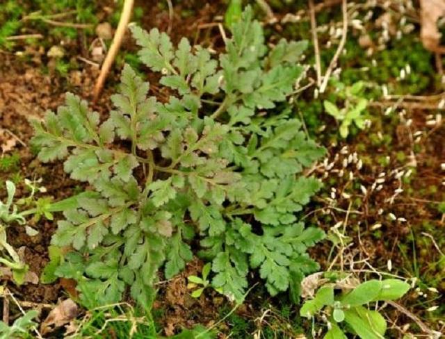 此草叫"蛇不见",是1草药,乡下常有可惜人们却不常用,很可惜