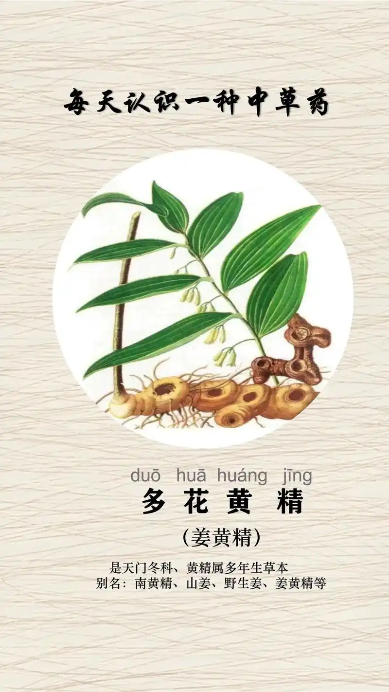黄精之多花黄精,俗称姜黄精.南方常见的姜黄精,一起来了解一下 - 抖音