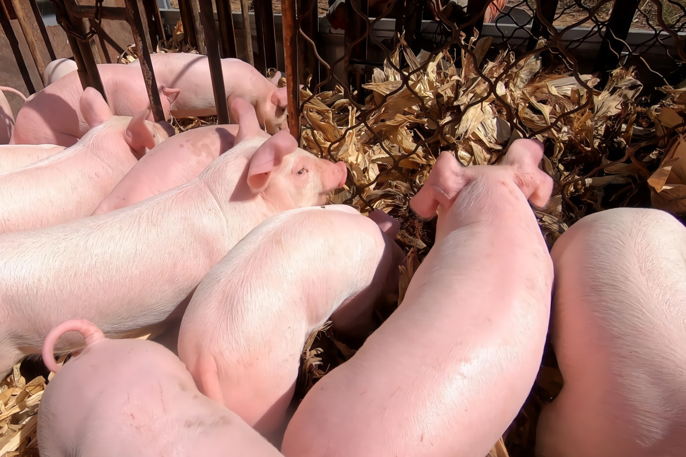 实拍农村卖猪仔400块钱一头小猪仔养大后能赚多少钱