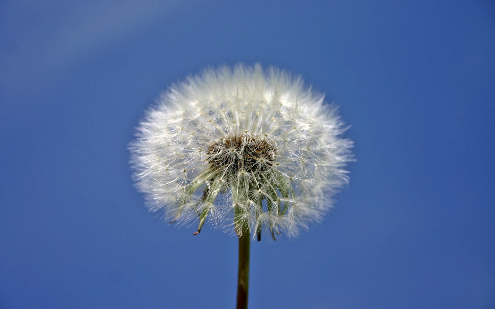 蒲公英唯美风景图片桌面壁纸