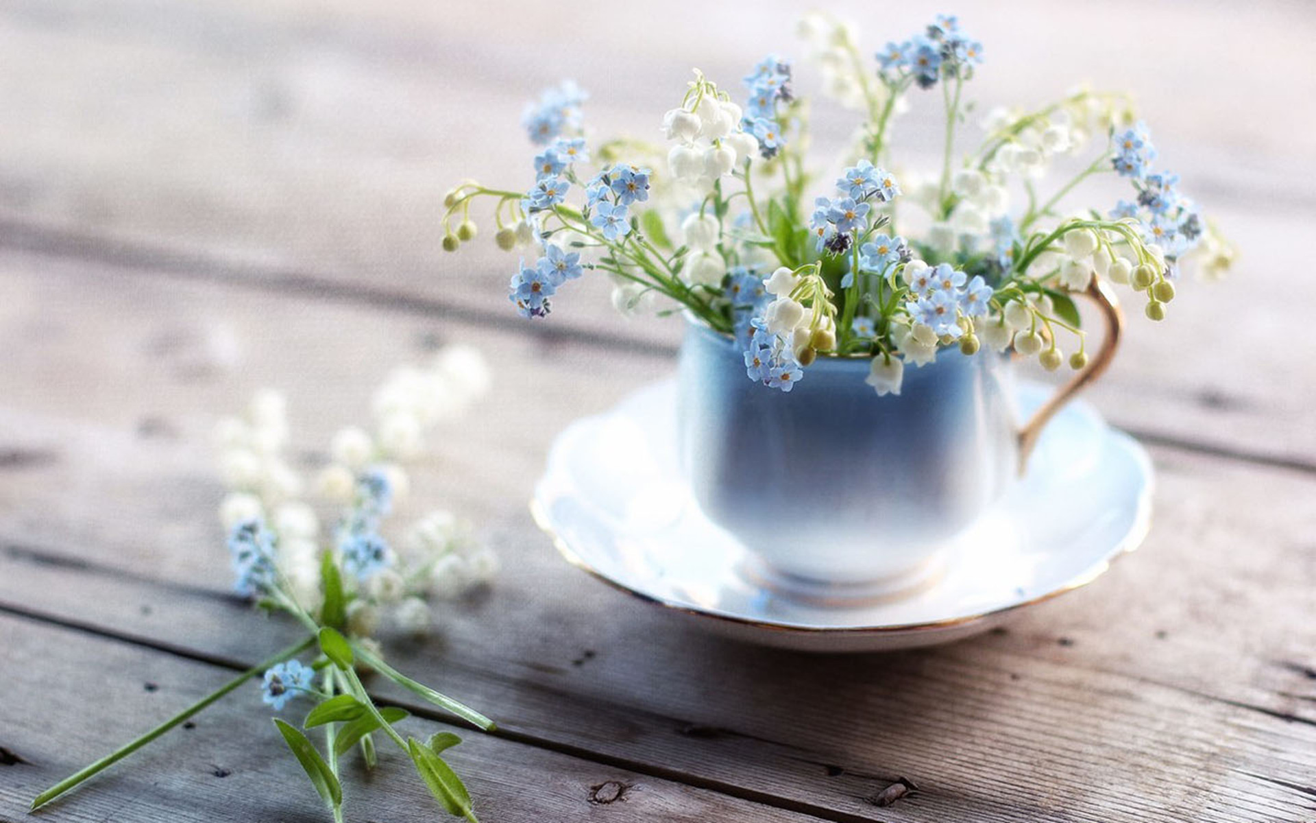 非主流唯美暖心花朵高清桌面壁纸下载3