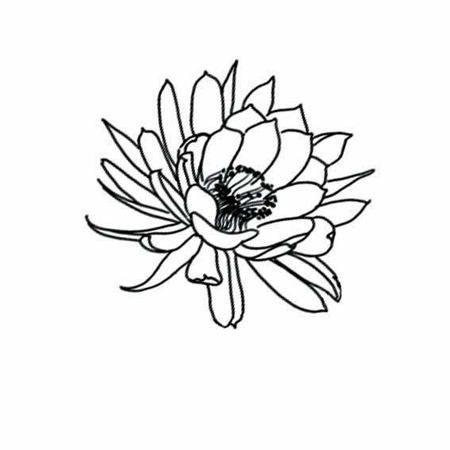 昙花简笔画有颜色