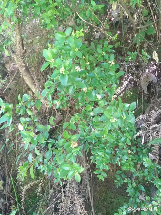 野生的六月雪,采挖当盆景观赏很好看的,它也一种是中药材