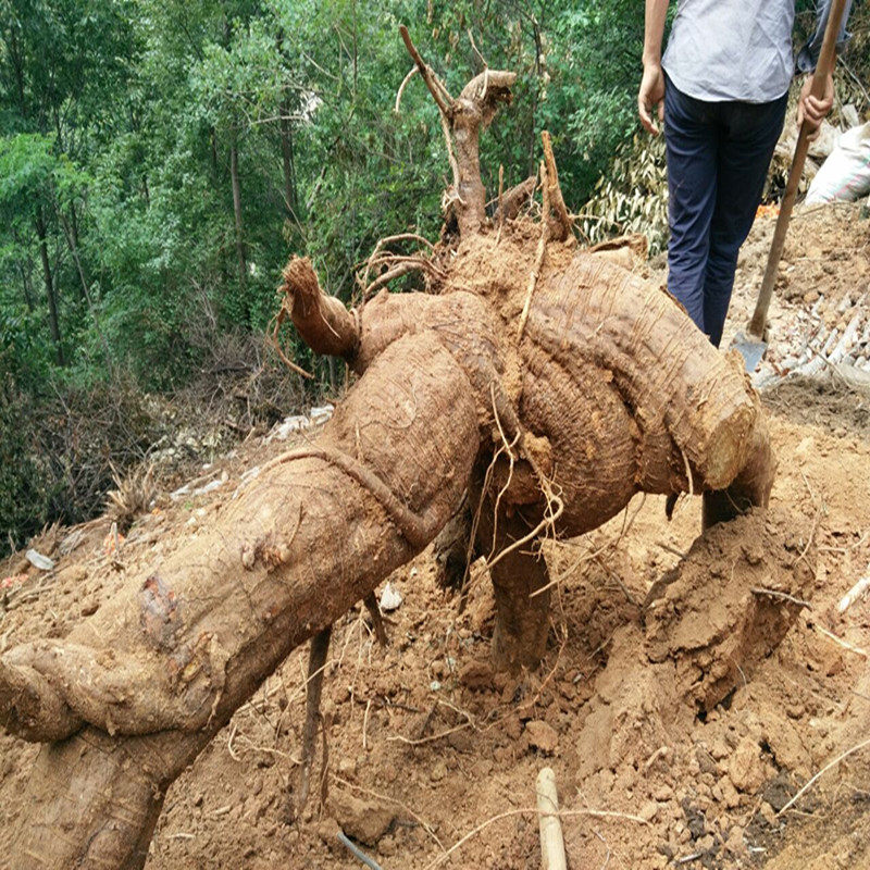 葛根神农架野生柴葛葛根片葛根块5斤30元包邮新鲜葛根
