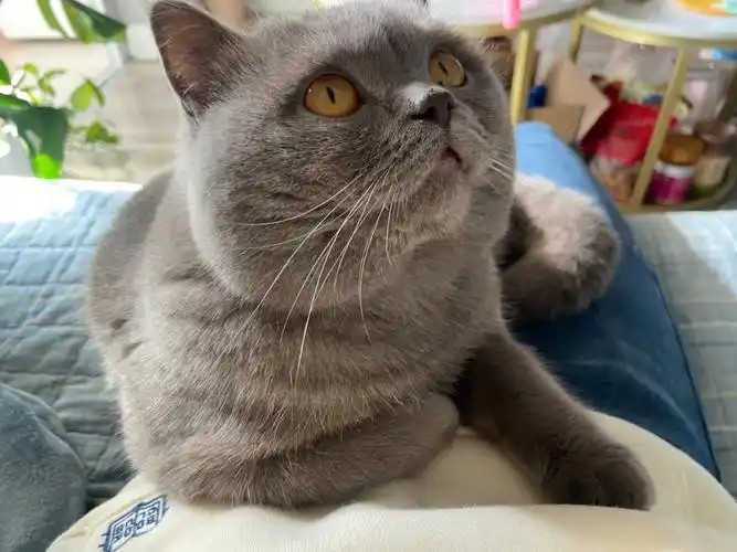 浅色发腮英短蓝猫日记不想让麻麻去上班